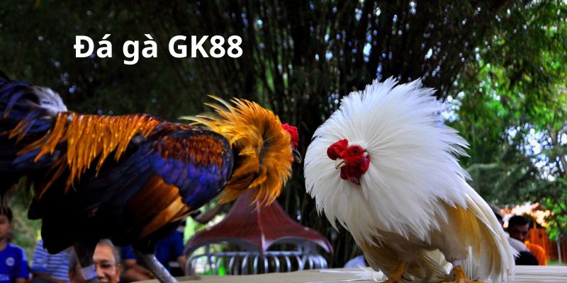 Sơ lược về đá gà GK88