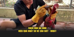 cách vần gà chọi